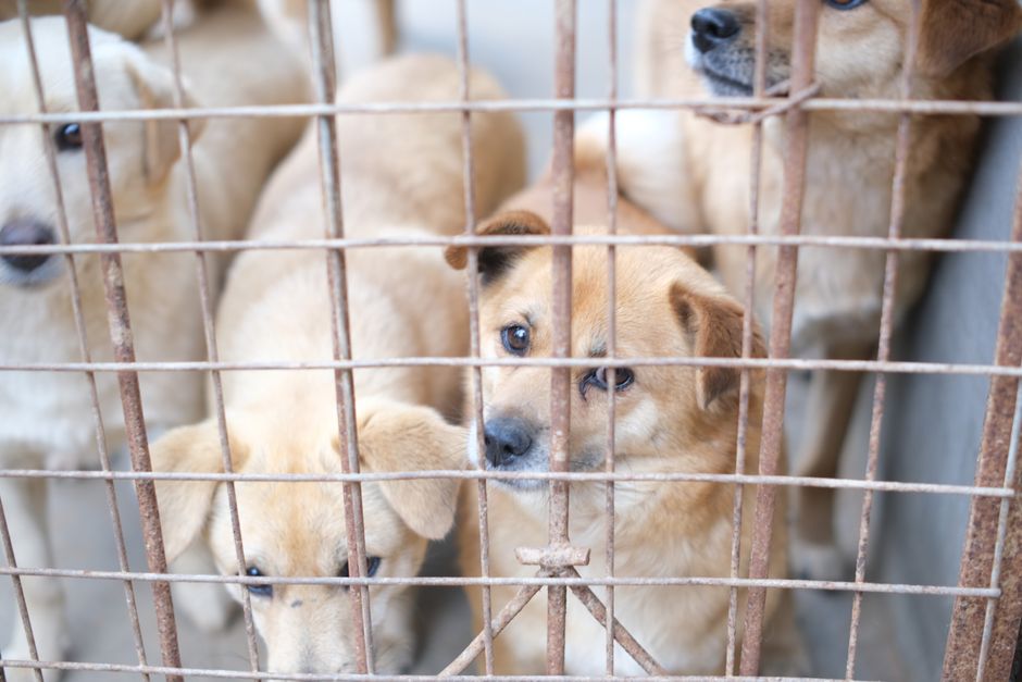 Is a Fee-Waived Shelter Adoption Really a Good Deal?