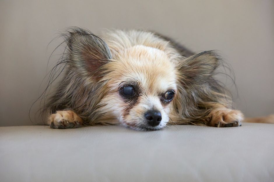 Why Is My Old Dog Pacing and Wandering at Night?